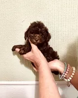 AKC CHOCOLATE , a male Poodle - Toy  for sale in Okmulgee, OK – 1 of 6