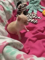 AKC TEACUP , a female Chihuahua for sale in Okmulgee, OK – 2 of 6