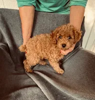 AKC RED South Korea bloodline , a male Poodle - Toy  for sale in Okmulgee, OK – 1 of 4