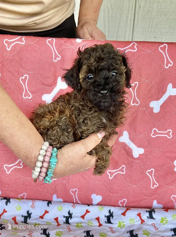 AKC LITTLE DOLL  – Poodle - Toy  puppy for sale in Okmulgee, OK