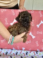 AKC LITTLE DOLL , a female Poodle - Toy  for sale in Okmulgee, OK – Photo 1 of 5