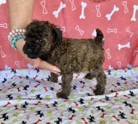 AKC LITTLE DOLL , a female Poodle - Toy  for sale in Okmulgee, OK – Photo 3 of 5