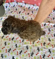 AKC LITTLE DOLL , a female Poodle - Toy  for sale in Okmulgee, OK – Photo 4 of 5