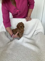 AKC Red Female 1 , a female Poodle - Toy  for sale in Okmulgee, OK – 2 of 6
