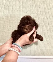 AKC CHOCOLATE , a male Poodle - Toy  for sale in Okmulgee, OK – 5 of 6