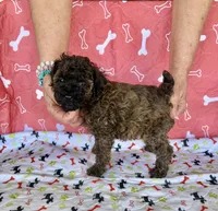 AKC AGOUTI COLOR FEMALE , a female Poodle - Toy  for sale in Okmulgee, OK – 4 of 5