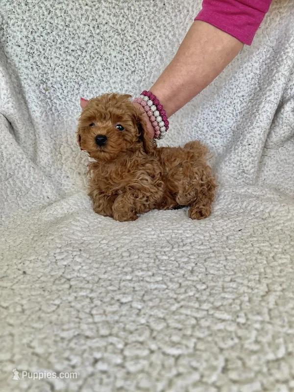 AKC Red Female 1 , a female Poodle - Toy  for sale in Okmulgee, OK – 1 of 6