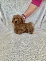 AKC Red Female 1 , a female Poodle - Toy  for sale in Okmulgee, OK – 1 of 6