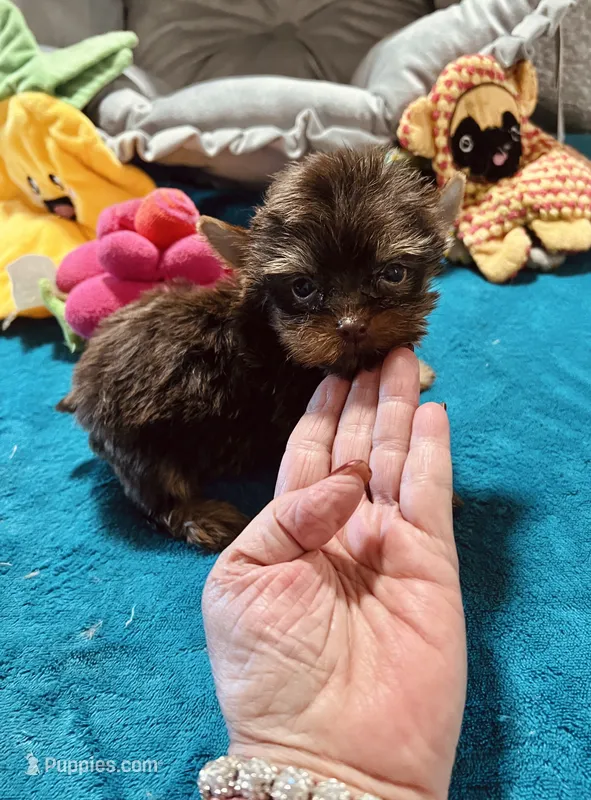 AKC MEA  – Yorkshire Terrier puppy for sale in Okmulgee, OK