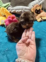 AKC MEA , a female Yorkshire Terrier for sale in Okmulgee, OK – 1 of 5