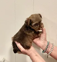 AKC Little Chocolate tri , a male Yorkshire Terrier for sale in Okmulgee, OK – 4 of 5