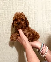 AKC PRETTY BOY , a male Poodle - Toy  for sale in Okmulgee, OK – 3 of 6
