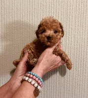 AKC RED TINY, a male Poodle - Toy  for sale in Okmulgee, OK – 4 of 5