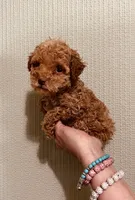 AKC TINY RED BOY , a male Poodle - Toy  for sale in Okmulgee, OK – 3 of 7