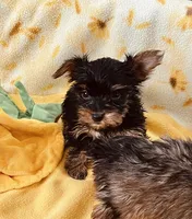 Akc, black and gold, a male Yorkshire Terrier for sale in Okmulgee, OK – Photo 1 of 5
