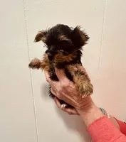 Akc, black and gold, a male Yorkshire Terrier for sale in Okmulgee, OK – Photo 4 of 5