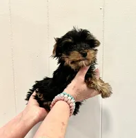 Akc, black and gold, a male Yorkshire Terrier for sale in Okmulgee, OK – Photo 3 of 5