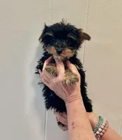 Akc, black and gold, a male Yorkshire Terrier for sale in Okmulgee, OK – Photo 5 of 5