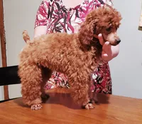 AKC REG IMPORT RED, a male Poodle - Toy  for sale in Okmulgee, OK – 7 of 8