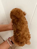 AKC REG IMPORT RED, a male Poodle - Toy  for sale in Okmulgee, OK – 4 of 8