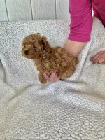 AKC Red Female 1 , a female Poodle - Toy  for sale in Okmulgee, OK – 3 of 6
