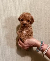 AKC LITTLE RED , a male Poodle - Toy  for sale in Okmulgee, OK – 7 of 7