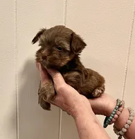 AKC Little Chocolate tri , a male Yorkshire Terrier for sale in Okmulgee, OK – 5 of 5