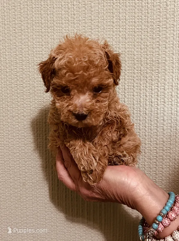 AKC RED TINY, a male Poodle - Toy  for sale in Okmulgee, OK – 1 of 5