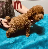 AKC RED BOY , a male Poodle - Toy  for sale in Okmulgee, OK – 4 of 10