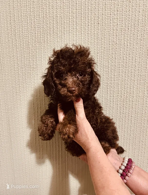 AKC Chocolate Female  – Poodle - Toy  puppy for sale in Okmulgee, OK