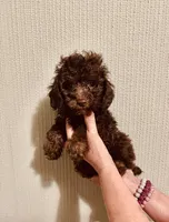 AKC Chocolate Female , a female Poodle - Toy  for sale in Okmulgee, OK – 3 of 6