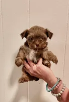 AKC Little Chocolate tri , a male Yorkshire Terrier for sale in Okmulgee, OK – 3 of 5