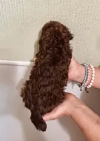 AKC CHOCOLATE , a male Poodle - Toy  for sale in Okmulgee, OK – 4 of 6