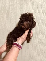 AKC Chocolate Female , a female Poodle - Toy  for sale in Okmulgee, OK – 5 of 6