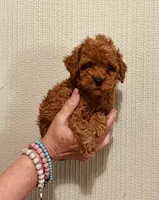 AKC IMPORT BLOODLINE , a male Poodle - Toy  for sale in Okmulgee, OK – 5 of 5