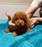 AKC RED BOY , a male Poodle - Toy  for sale in Okmulgee, OK – 7 of 10