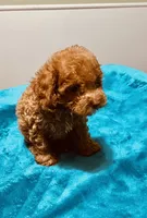 AKC RED BOY , a male Poodle - Toy  for sale in Okmulgee, OK – 6 of 10