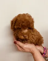 AKC RED ROSE , a female Poodle - Toy  for sale in Okmulgee, OK – 2 of 6