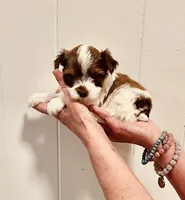 Parti boy , a male Yorkshire Terrier for sale in Okmulgee, OK – 4 of 5