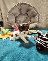 AKC Chocolate Parti , a female Yorkshire Terrier for sale in Okmulgee, OK – 3 of 5