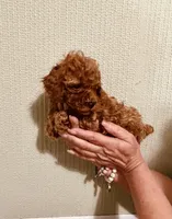 AKC PRETTY BOY , a male Poodle - Toy  for sale in Okmulgee, OK – 5 of 6