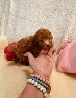 AKC CHENNEL DNA TESTED, a female Poodle - Toy  for sale in Okmulgee, OK – Photo 6 of 6