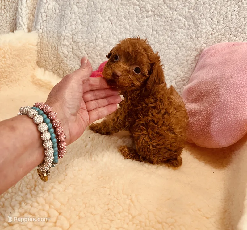 AKC CHENNEL DNA TESTED