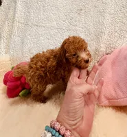 AKC CHENNEL DNA TESTED, a female Poodle - Toy  for sale in Okmulgee, OK – Photo 5 of 6