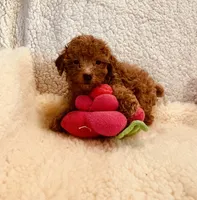 AKC CHENNEL DNA TESTED, a female Poodle - Toy  for sale in Okmulgee, OK – Photo 4 of 6