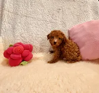 AKC CHENNEL DNA TESTED, a female Poodle - Toy  for sale in Okmulgee, OK – Photo 1 of 6