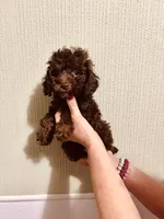 AKC Chocolate Female , a female Poodle - Toy  for sale in Okmulgee, OK – 6 of 6