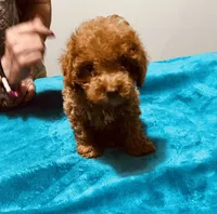 AKC RED BOY , a male Poodle - Toy  for sale in Okmulgee, OK – 5 of 10