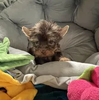AKC MEA , a female Yorkshire Terrier for sale in Okmulgee, OK – 2 of 5