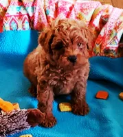 AKC LITTLE RED pending , a male Poodle - Toy  for sale in Okmulgee, OK – 2 of 9